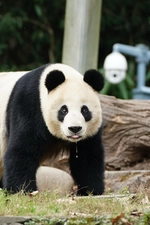 流口水的熊猫宝贝图片桌面壁纸