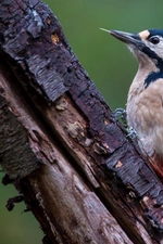 静谧森林里的啄木鸟高清图片壁纸