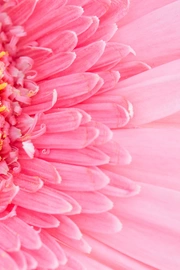 粉色的非洲菊高清图片桌面壁纸