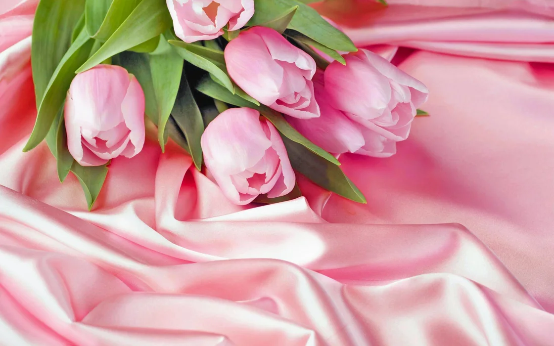 粉色康乃馨植物背景图片桌面壁纸