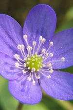 蓝色赫帕卡植物鲜花图片桌面壁纸