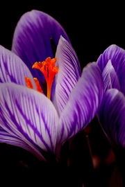 唯美紫色藏红花护眼植物图片壁纸
