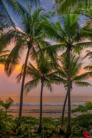 棕榈树金色沙滩海景旅游风景桌面
