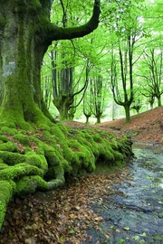 森系一棵树治愈风景图片壁纸