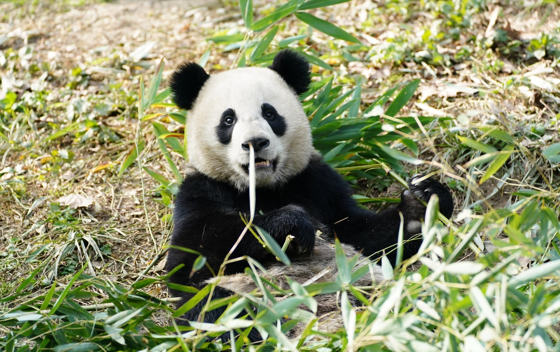 流口水的熊猫宝贝图片桌面壁纸