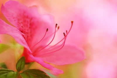 粉嫩的杜鹃花植物图片桌面壁纸