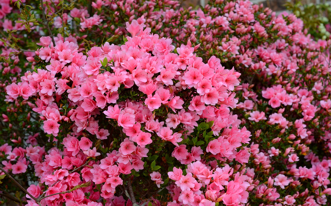 粉嫩的杜鹃花植物图片桌面壁纸