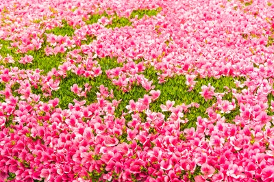 粉嫩的杜鹃花植物图片桌面壁纸