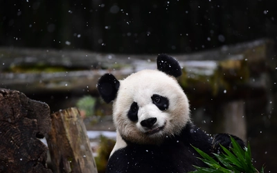 雪中玩耍的大熊猫图片桌面壁纸