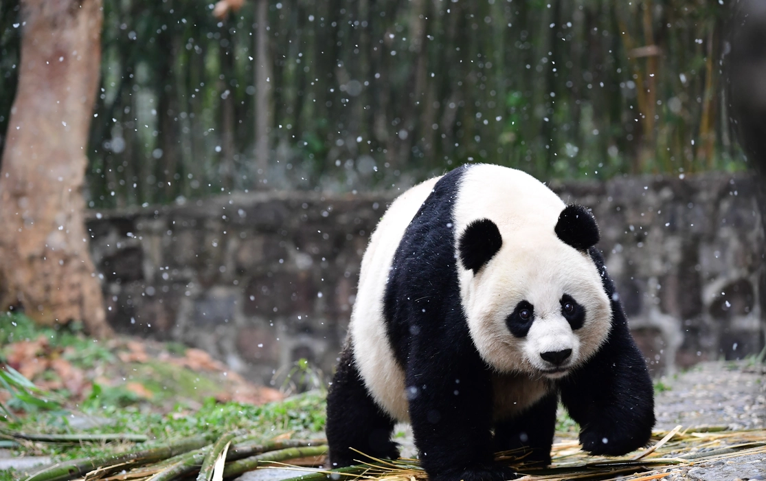 雪中玩耍的大熊猫图片桌面壁纸