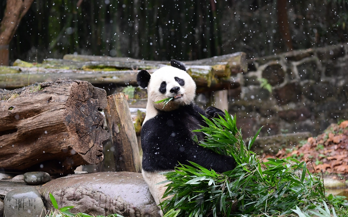 雪中玩耍的大熊猫图片桌面壁纸