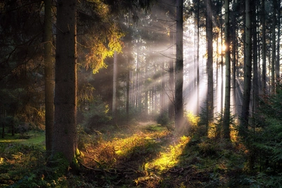 阳光透过森林缝隙静谧美学图片壁纸