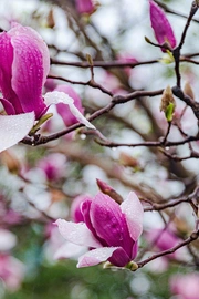 春雨中的玉兰花小清新图片桌面壁纸