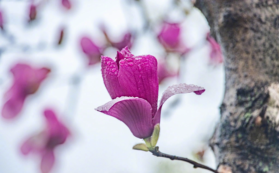 春雨中的玉兰花小清新图片桌面壁纸