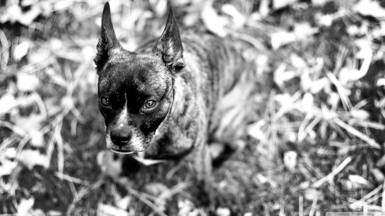 波士顿梗犬（Boston Terrier）图片桌面壁纸