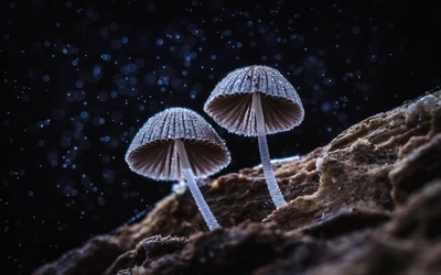 微距镜头下的森林小蘑菇图片壁纸