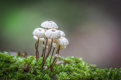 微距镜头下的森林小蘑菇图片壁纸