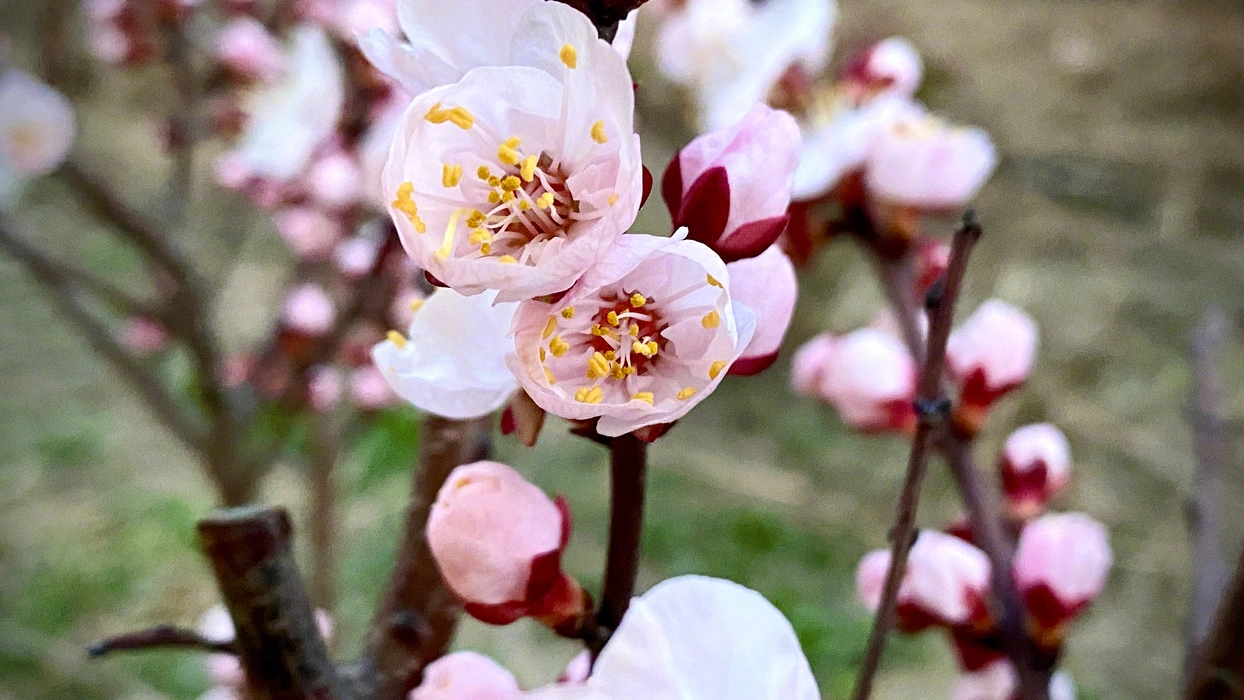 春日杏花绽放唯美图片桌面壁纸