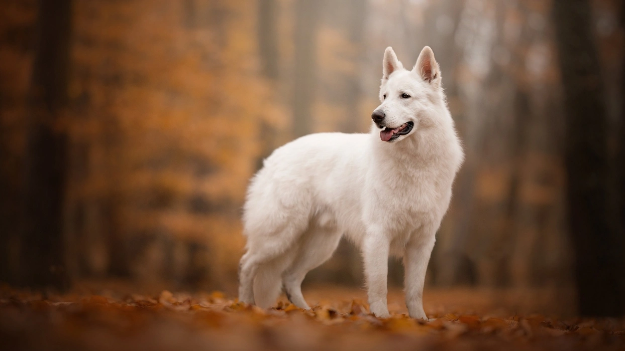 高贵优雅的白色牧羊犬图片壁纸