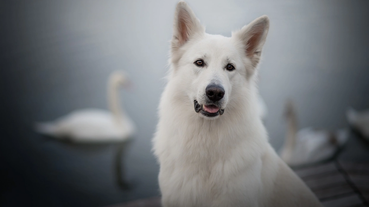 高贵优雅的白色牧羊犬图片壁纸