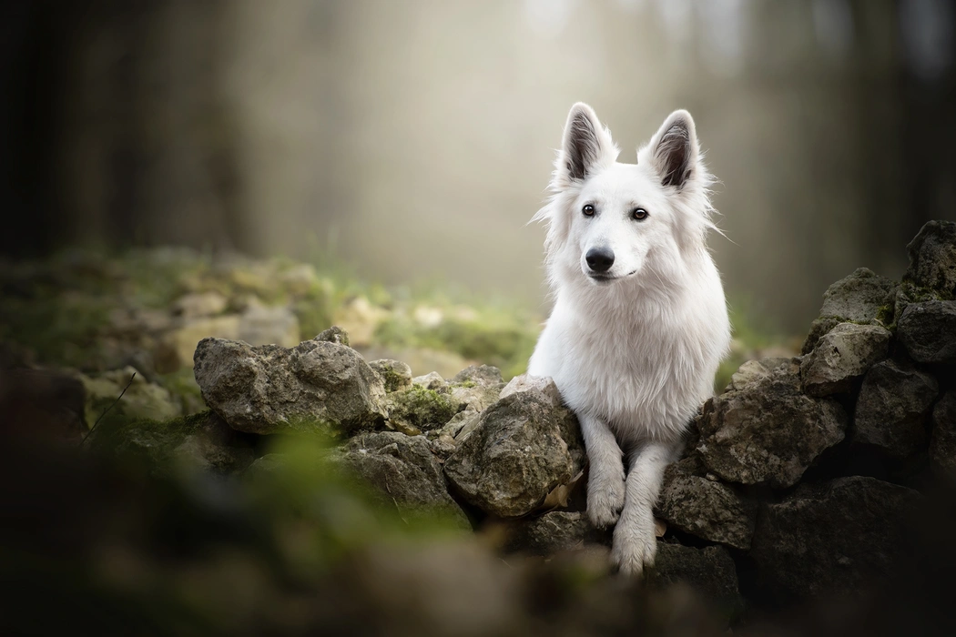 高贵优雅的白色牧羊犬图片壁纸