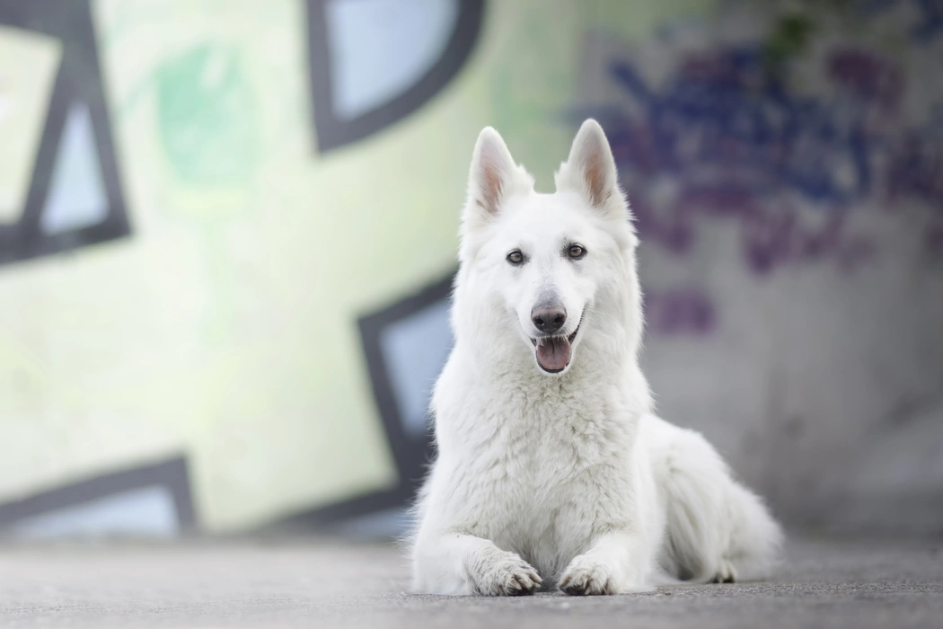 高贵优雅的白色牧羊犬图片壁纸