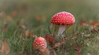微距森林镜头下的红蘑菇图片壁纸