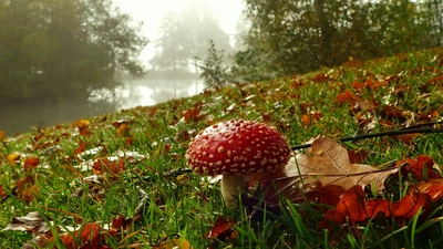 微距森林镜头下的红蘑菇图片壁纸