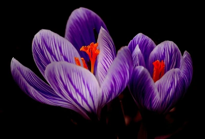 唯美紫色藏红花护眼植物图片壁纸