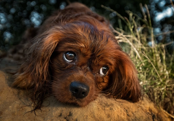 古老小型犬查理士王小猎犬图片壁纸