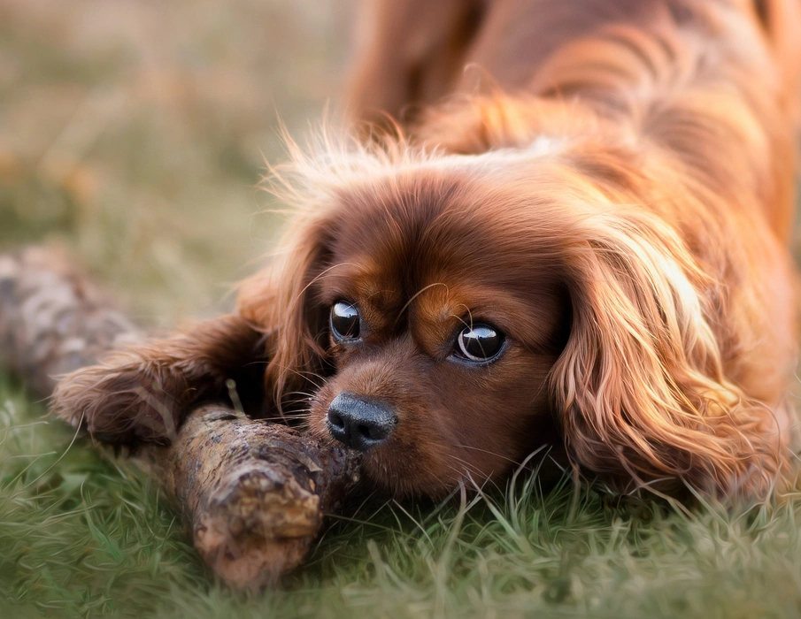 古老小型犬查理士王小猎犬图片壁纸