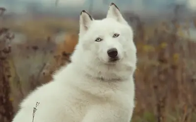 可爱的白色哈士奇狗狗图片壁纸