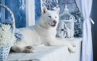 可爱的白色哈士奇狗狗图片壁纸