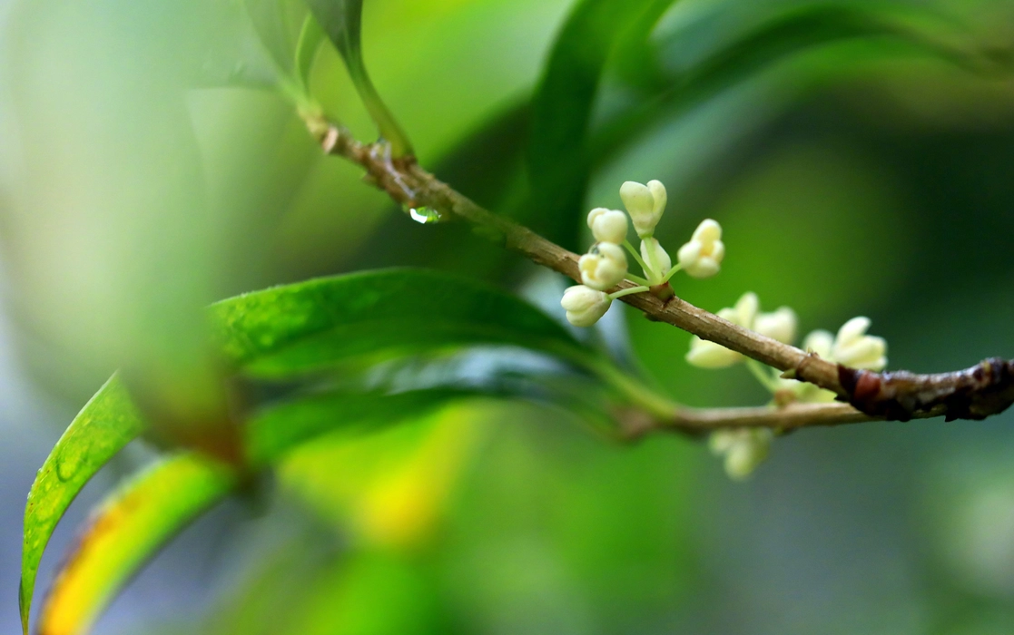 秋雨桂花浪漫氛围感图片桌面壁纸