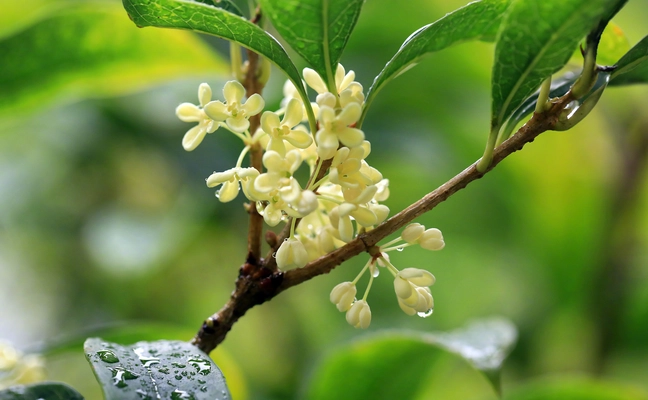 秋雨桂花浪漫氛围感图片桌面壁纸