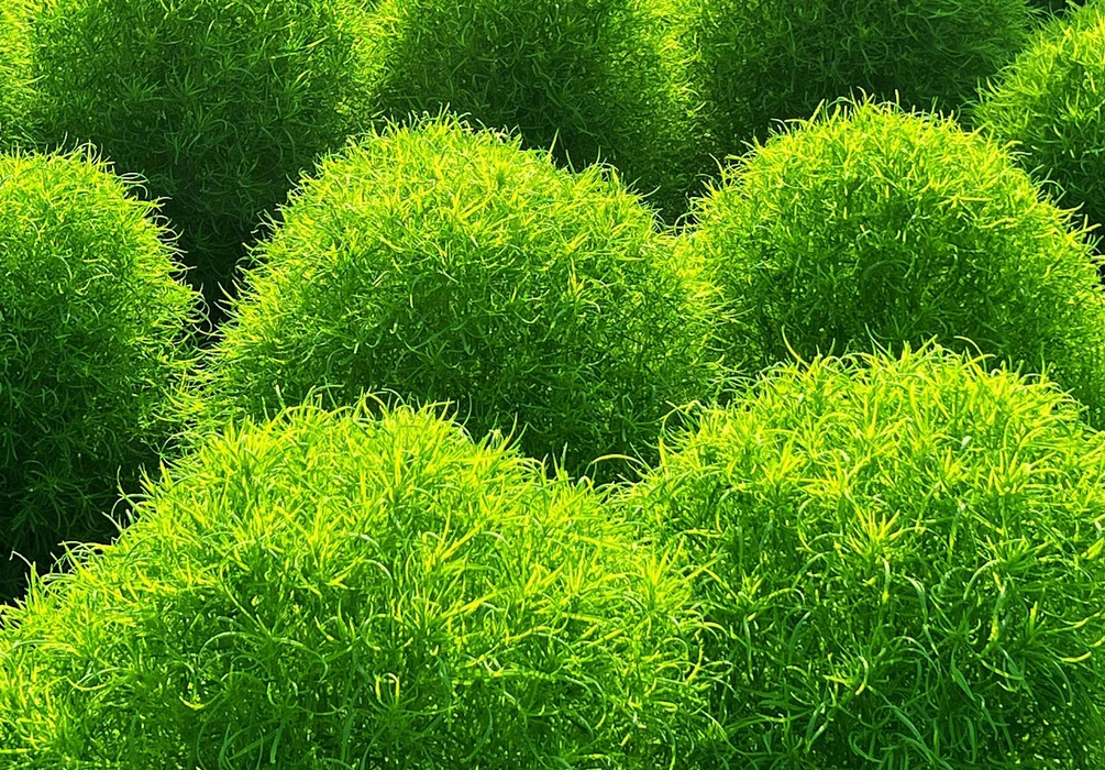 春天里的地肤草绿色护眼壁纸图片