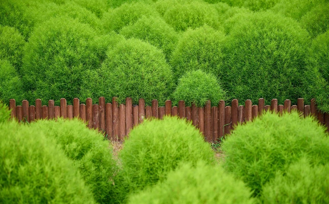 春天里的地肤草绿色护眼壁纸图片