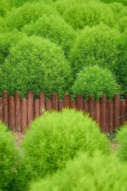 春天里的地肤草绿色护眼壁纸图片