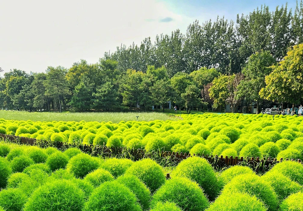 春天里的地肤草绿色护眼壁纸图片