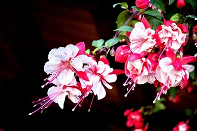 吊钟海棠粉嫩植物图片桌面壁纸
