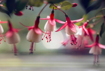吊钟海棠粉嫩植物图片桌面壁纸