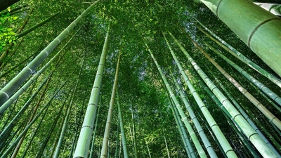 阳光透过竹林植物美学图片壁纸