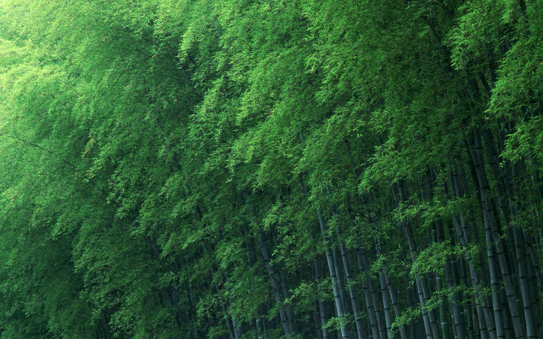 阳光透过竹林植物美学图片壁纸