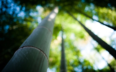 阳光透过竹林植物美学图片壁纸