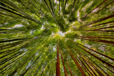 阳光透过竹林植物美学图片壁纸