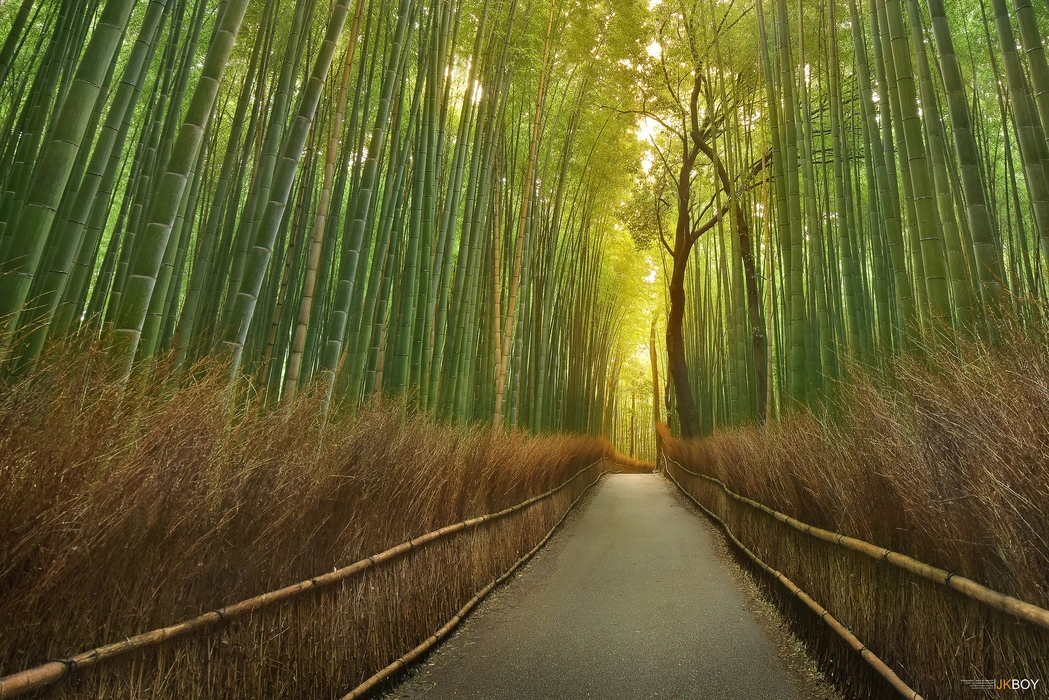阳光透过竹林植物美学图片壁纸