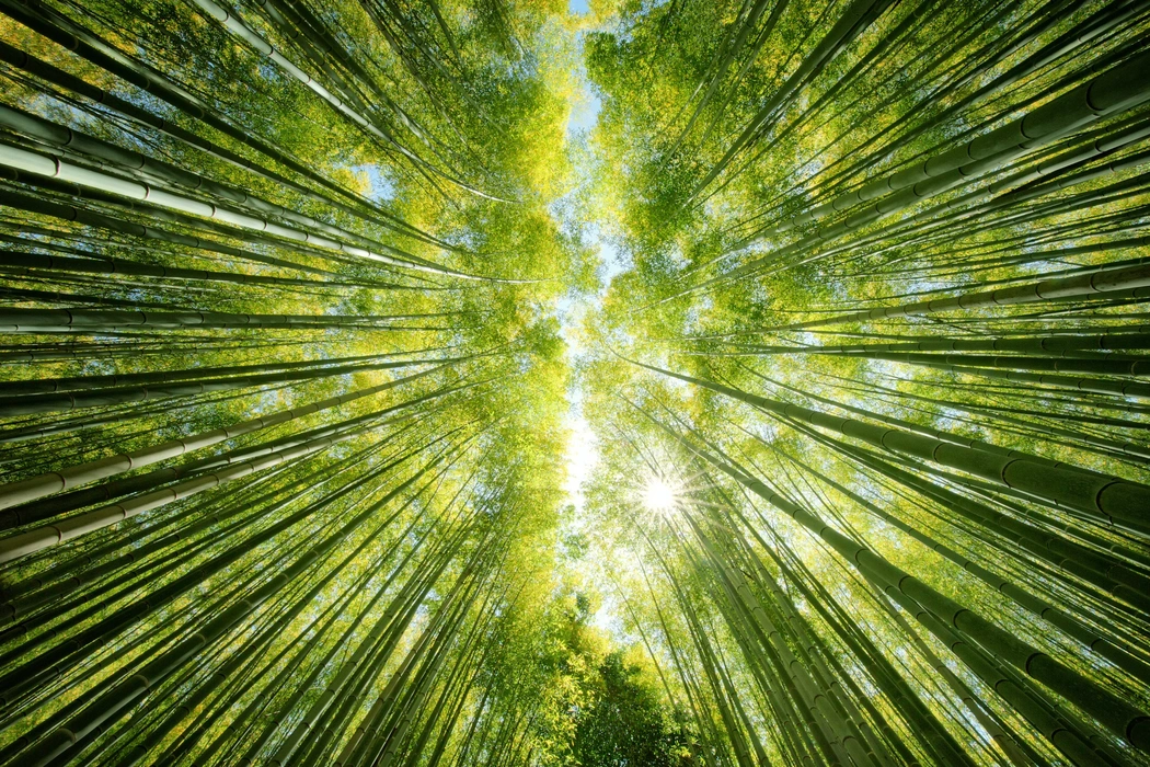 阳光透过竹林植物美学图片壁纸