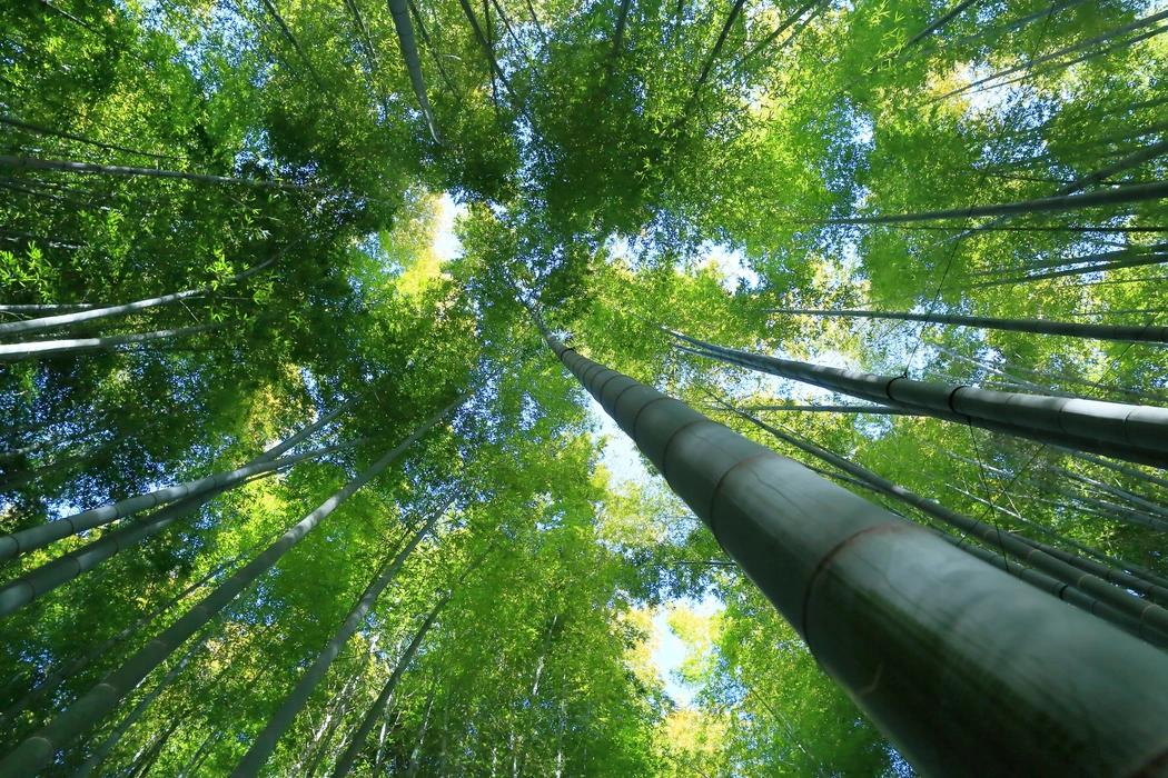 阳光透过竹林植物美学图片壁纸