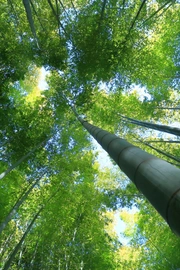 阳光透过竹林植物美学图片壁纸