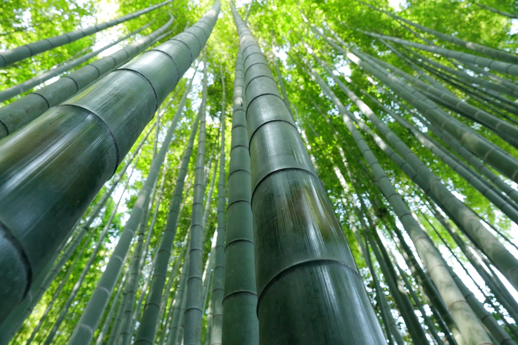 阳光透过竹林植物美学图片壁纸
